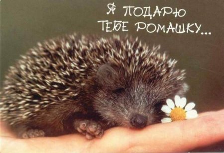 Ёжик в ромашках