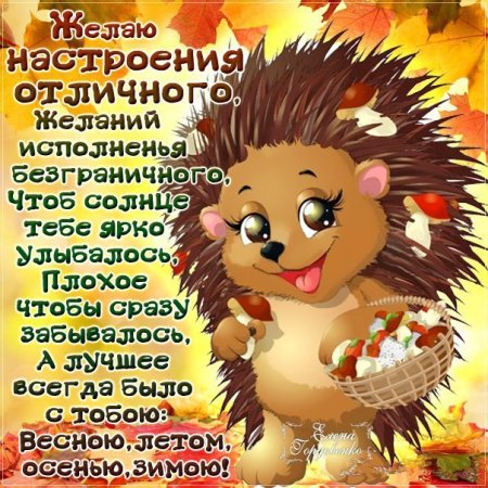 Доброго дня с ежиком