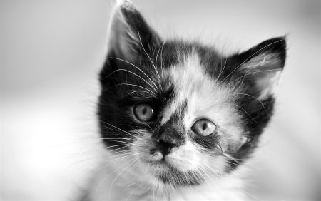 Мордочка котенка