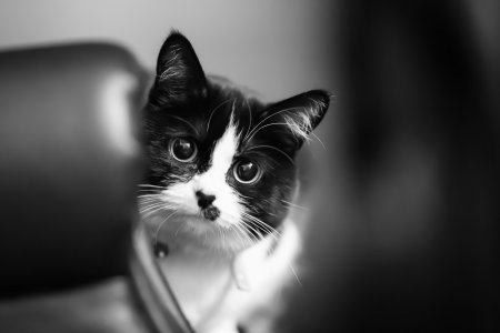 Черно белая кошка