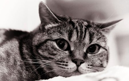 Черно серая кошка