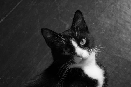 Котик черно белый