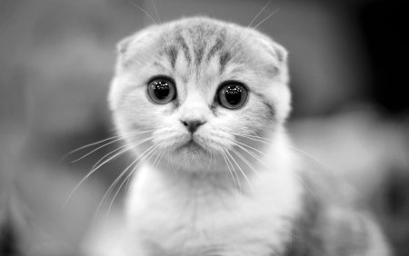 Скоттиш-фолд Шотландская вислоухая