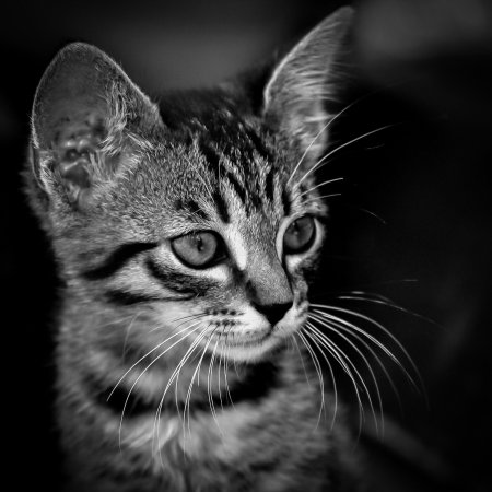Котик черно белый