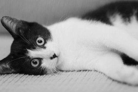 Котенок черно-белый