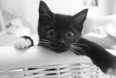 Котята чёрно белые