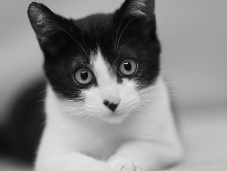 Котенок черно-белый