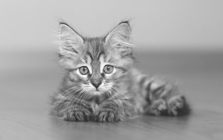 Милые котята