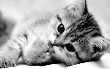 Милые котики