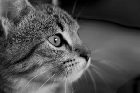 Мордочка котенка
