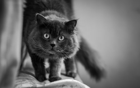 Кошка ч/б