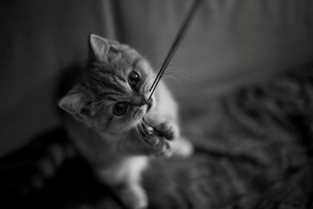 Милые котята