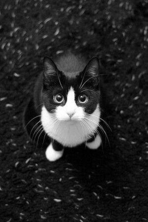 Котик черно белый