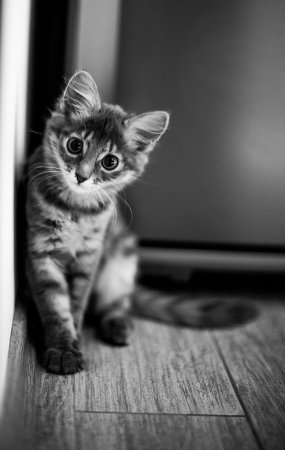 Котята чёрно белые