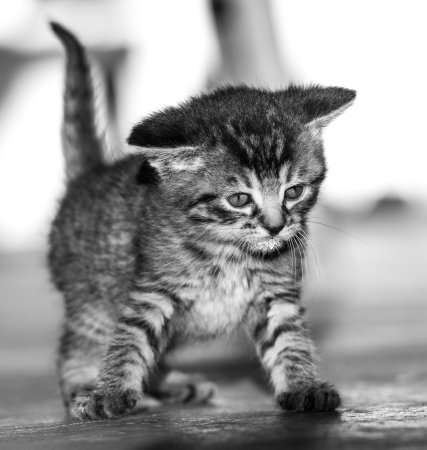 Котята чёрно белые