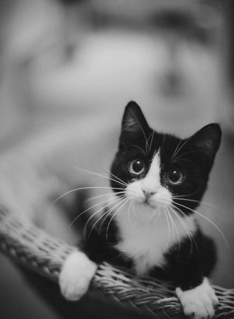 Котенок черно-белый