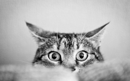 Обои кот