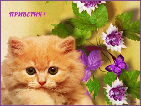 Открытки привет