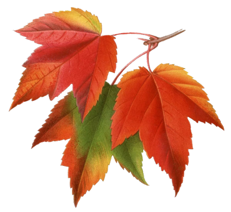 Осенний Лис