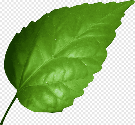 Жалбырак фото