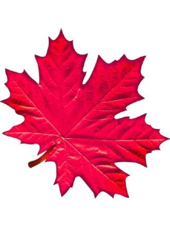 Кленовый листок