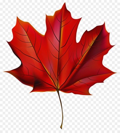 Осенний кленовый листок