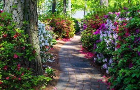 Сады Бутчартов розарий