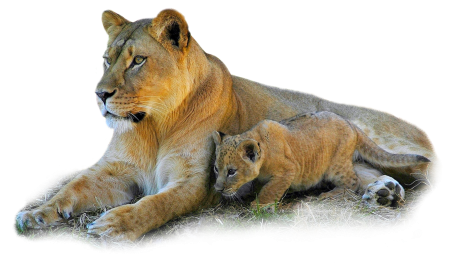 Животные на прозрачном фоне