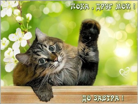 Открытки до завтра пока