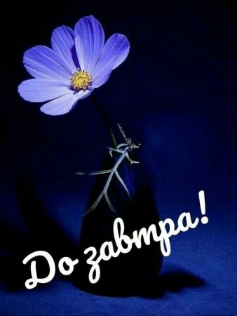 Космея голубая