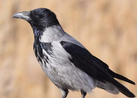 Ворона обыкновенная