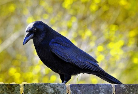 Чёрная ворона