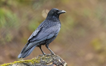 Ворона Монтана