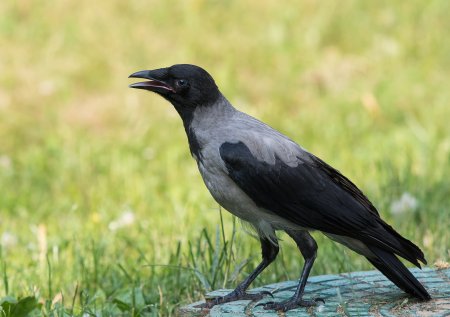 Серая ворона каркает