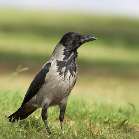 Серая ворона птица