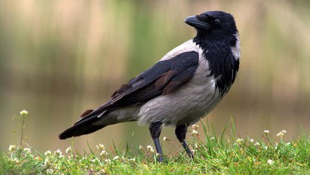 Ворона серая обыкновенная