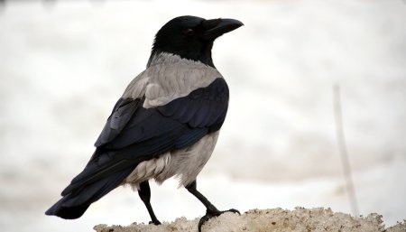 Изображение вороны