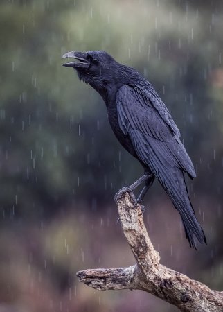 Corvus Corax птица
