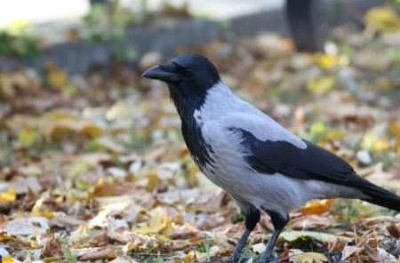 Ворона Бангайская ворона