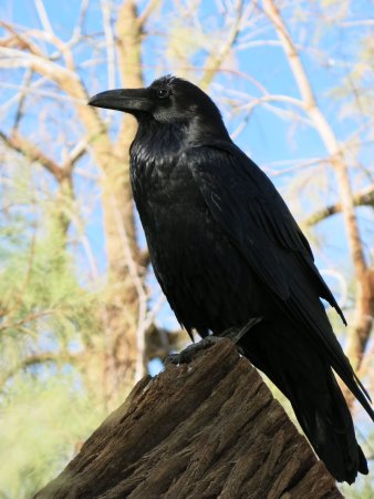 Бангайская ворона