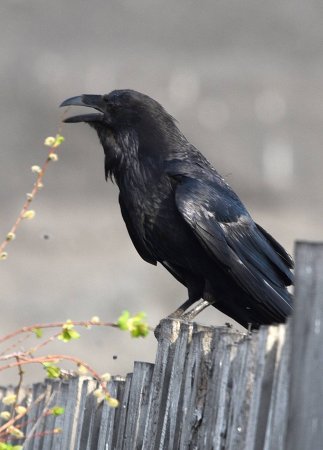 Корвус Коракс птица
