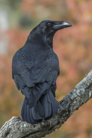Corvus Corax птица
