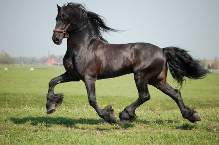 Фризская гнедая