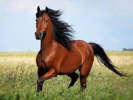 Лошадь гнедой Мустанг