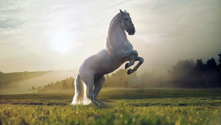 Красивые лошади