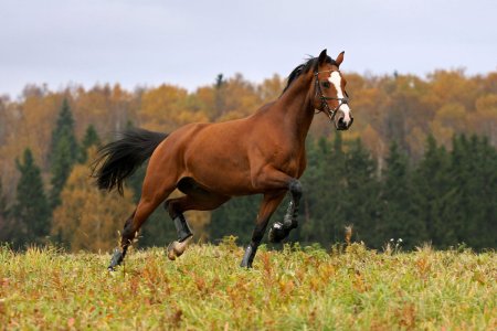 Гнедая лошадь Эстетика