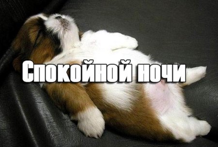 Спокойной ночи картинки прикольные
