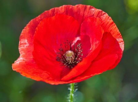 Мак (Poppy Seeds)