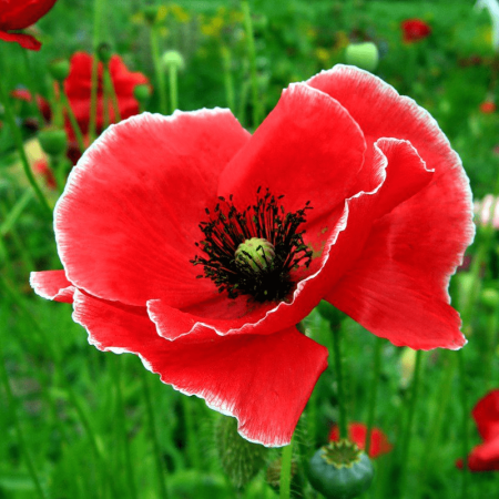 Мака рода Papaver