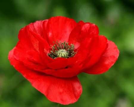 Poppy (Мак)